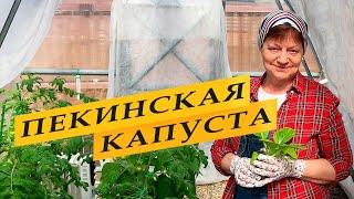 Пекинская капуста выращивание