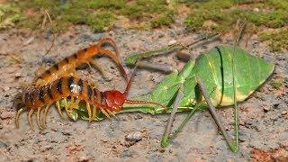 Amazing Green Mantis knock down Centipede _ Ivm Reptile Story