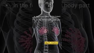 Mammary gland of the breast in female body organ 🫁🫀#anatomy #physiology #science #biology #nursing