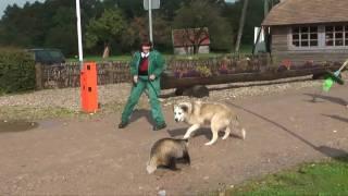 Dog bites badgers tail, very funny HD, Must see!