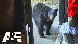 Live PD: Bear-Icaded (Season 4) | A&E