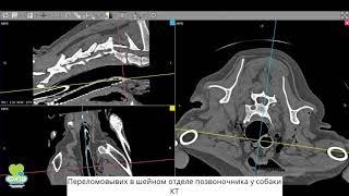 Переломовывих позвоночника в шейном отделе у собаки. КТи МРТ.