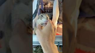 DOUBLE WAHOO! Poppy’s launching the week like a snack-powered rocket  #wahoo #prairiedog