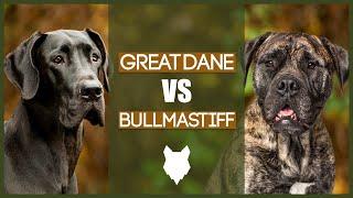 GREAT DANE VS BULLMASTIFF