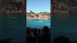 Dolphin Show at Sea World Gold Coast ️
