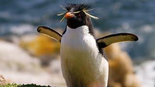 Why Penguins Can't Fly & More Amazing Penguin Facts | Discover Wildlife | Robert E Fuller