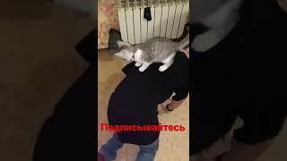 Кот Мурзик катается на мне#подпишисьнамойканал #рек #рекомендации #юмор #котенок #мурзик