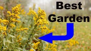 Butterfly Garden Goldenrods – Definitive Guide!