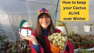 How to keep your Cactus ALIVE over Winter #cactus #cacti #cactusplants