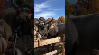 Swiss cattle show #swisstainable #switzerland #ineedswitzerland