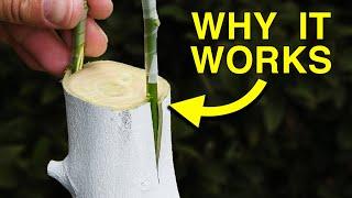 Easy Way to Graft a New Variety to a Fruit Tree