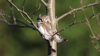 Glaucidium passerinum , värbkakk Pärnumaa