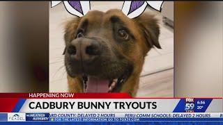 Cadbury invites animals across the country to take part in bunny tryouts