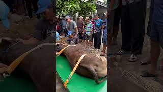 DETIK-DETIK SAPI JUMBO DI S3MB3LIH.. #shorts #short