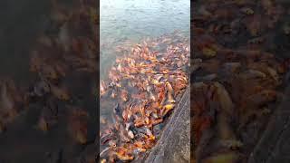 The Dark Secret Behind Goldfish: Dream Express