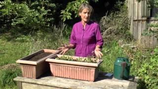 How To: Grow Coriander