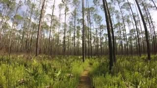 Hiking The Florida Trail in Osceola National Forest