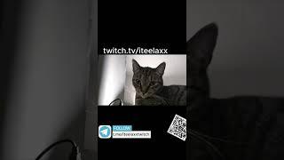 Кот царских кровей КС 2 | twitch: ITeeLaXX #CS2 #КС2 #cat #ЮМОР #funny #стрим #ТВИЧ #twitch