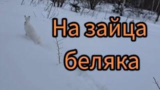 Охота на зайца беляка