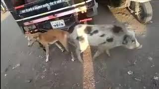 Dog mating Pig on the Street || X.NXX Dog and pig meeting and mate