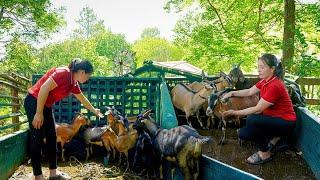 Harvesting Goat Herds - Use Truck Transport Goat Herds Go To Countryside Market Sell |Đào Daily Farm