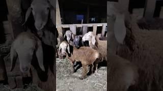 Баранчики 1-3 месяца от разных производителей. #2025 #овцы #животные #арашан #фермер #удмуртия