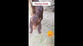 Funny Dark Red Goat