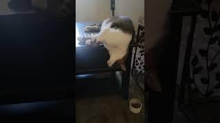 Cat dead sleeping