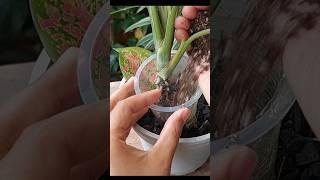 Propagate Aglaonema Plant Like A PRO