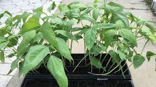 How to start long bean seeds