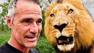 Do the LIONS Remember Me? | The Lion Whisperer