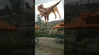 Raptor dog