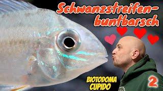 Der Schwanzstreifenbuntbarsch - Biotodoma cupido | | ADVENTdicted! Adventskalender | Türchen 2