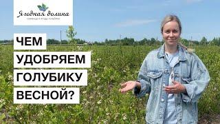 Что обязательно нужно делать во время цветения голубики?