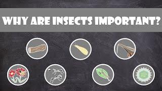 Why are Insects Important? | Entomology