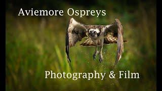Photography, Aviemore Ospreys Wildlife Photography & Film by Dean Bricknell
