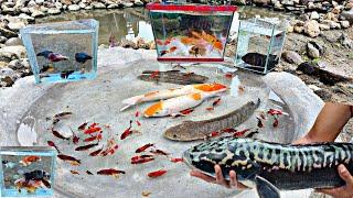 Finding giant toman fish in ponds, catfish, ornamental fish, koi fish, betta fish, glofish