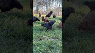 Chickens are the BEST natural solution for ticks! #pestcontrol #chickens