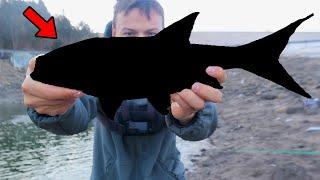 The Fish That Is TAKING OVER North America...