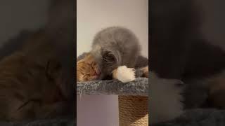#cat #catlover #kitten #cutecat #kitty #catvideos
