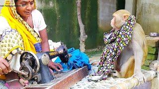 मंकी रानी और मम्मी दोनों लोग बिजी हैं।। monkey Rani and mummy busy in home I Love Animals