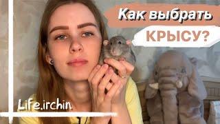 КАК ВЫБРАТЬ КРЫСУ | КОГО ВЗЯТЬ: МАЛЬЧИКОВ ИЛИ ДЕВОЧЕК  ИНСТРУКЦИЯ ПО ВЫБОРУ КРЫСЫ