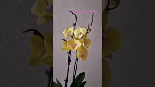 Спиннер - Биглип, орхидея из нового магазина. Люблю жёлтые орхидеи #shorts #orchid #орхидея #биглип