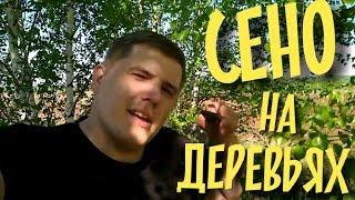 Древесное сено для свиней / Вьетнамские свиньи