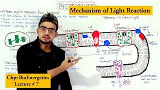 Light reaction of Photosynthesis | Cyclic and non-cyclic photophosphorylation |