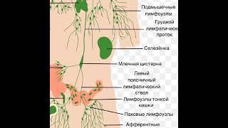 кровеноснаясистемаартерии венозной лимфатическиесосуды каронавирус вирусы карона КазахстанКараганда