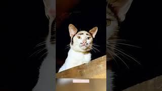 #cat #funny #happycats #catmemes #music #memes #trending #trendingshorts #new #reels