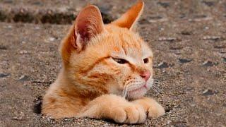 FUNNY CATS 2023 AND OTHER ANIMALS/10 MINUTES OF LAUGHTER/FUNNY ANIMALS 2023/THE BEST JOKES WITH CATS