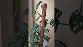 A Coconut Fiber Pole That Your  Climbing Plant Will Thank You For!