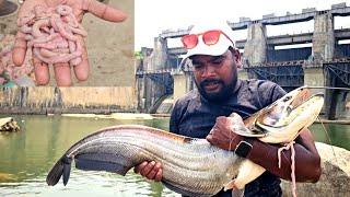 BIG PATHAN FISH CATCHING VIDEOS || Big Wallago Attu catfish hunting Video | Fishing Videos